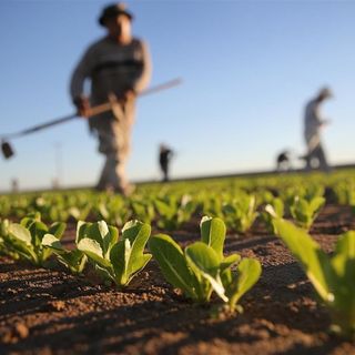 Psr Piemonte, aperto bando da 9,2 milioni a sostegno aziende agricole per riduzione emissioni gas serra ed ammoniaca