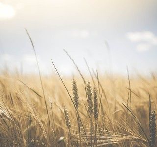 Sviluppo rurale del Piemonte: aperto il bando regionale per la formazione dei consulenti in agricoltura.