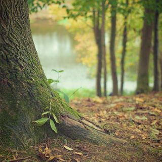Lozzolo: Il 21 novembre si celebra la Giornata nazionale degli alberi