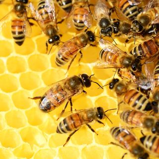 Apicoltura in ginocchio: nel 2019 in Piemonte si stima una perdita produttiva di 16 milioni di euro