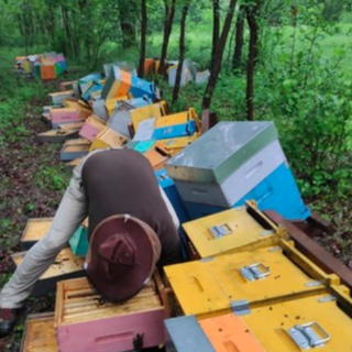 Milioni di api morte e tutte le casette distrutte: in una giornata raccolti 57 mila euro per l'apicoltore Mattia