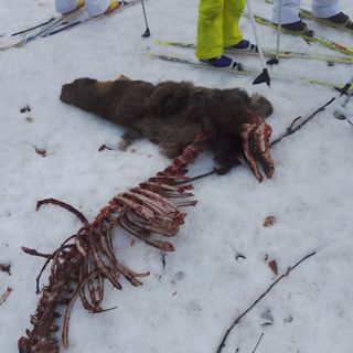 Attacco dei lupi a pochi passi dalla pista di sci: &quot;Adesso è ora di affrontare il problema&quot;