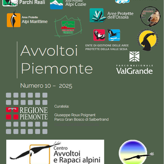 Gipeti in Valsesia: nel 2025 calano gli avvistamenti nelle aree protette e nei siti Natura 2000
