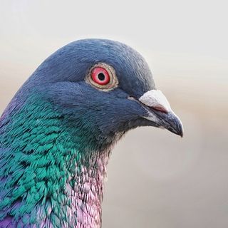 A Gattinara vietato dare da mangiare ai piccioni
