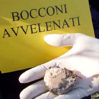 A Vercelli è allarme bocconi avvelenati