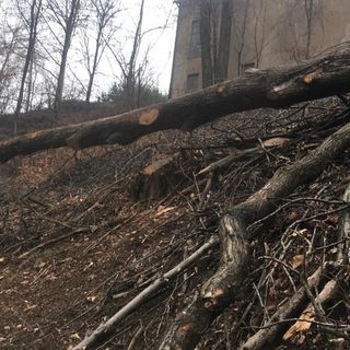 Fase 2, in Piemonte riparte la manutenzione delle foreste e dei boschi