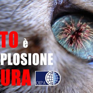 Botti di Capodanno: il decalogo di OIPA per proteggere gli animali