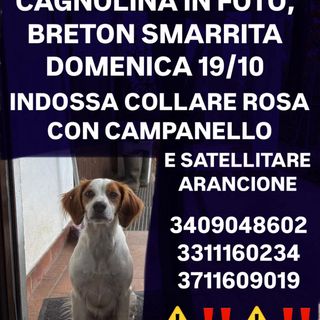 Romagnano Sesia, si cerca la cagnolina smarrita domenica 19 ottobre: l’appello dei proprietari