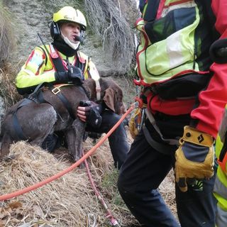 Cane bloccato su una cengia al Mottarone da due giorni. Salvato dal Soccorso Alpino e Vigili del Fuoco