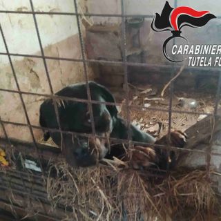 Sporchi, al buio e denutriti: 16 cani salvati dai carabinieri