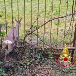 Vercelli, Cappuccini: salvataggio di un capriolo incastrato in un cancello