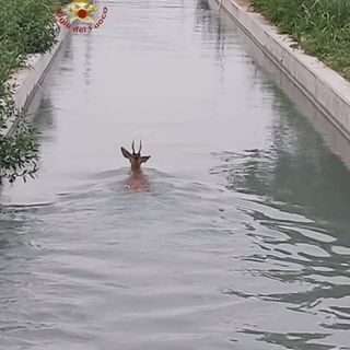 Salvataggio di un capriolo dal canale Depretis