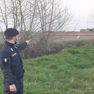 Cattura airone bianco maggiore, forse per rivenderlo: nei guai 29enne