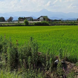 Canile di Rovasenda: raccolti quasi 7000 euro
