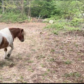 Cavallino di Serravalle: Eleonora Guida a fianco della famiglia
