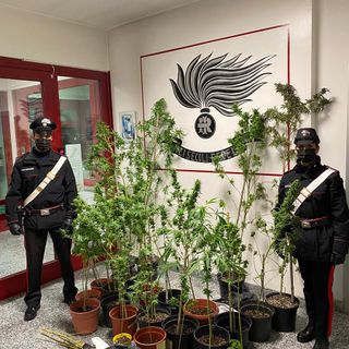 Coltivava piante di marijuana in casa. Arrestato 27enne di Ronsecco