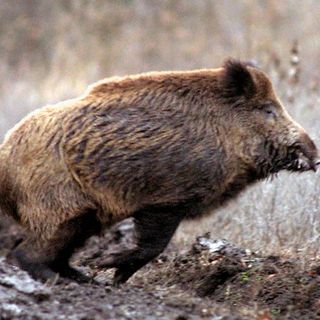 Peste suina, la Regione Piemonte scrive al governo: &quot;Subito ristori&quot;