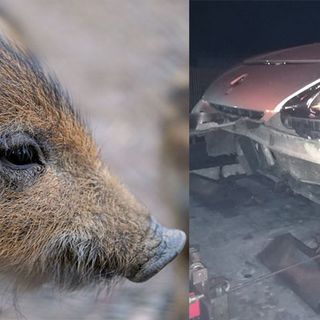 Cinghiale spunta all’improvviso in strada e l’auto lo centra in pieno, serata da paura per un 50enne (foto di repertorio)