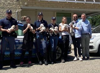 Fermato un furgone sull’A4: salvati nove cuccioli trasportati senza cure né documenti