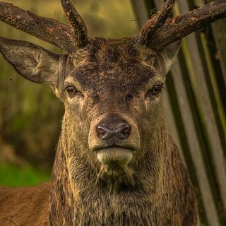 Il bramito del cervo, escursione serale in Val Sorba