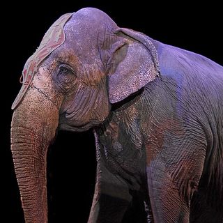 Borgosesia vieta gli spettacoli con utilizzo di animali