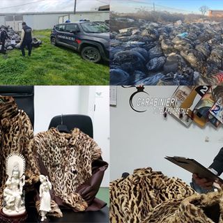 Tutela ambientale, Vercellese in prima linea: 2.565 controlli dei Forestali nel 2025