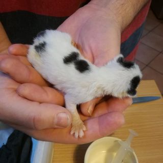 Aggiornamento - Anche il secondo gattino non ce l'ha fatta