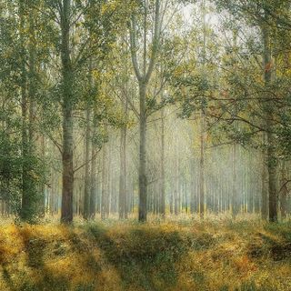 Foreste: aperti i bandi per il finanziamento degli interventi di ripristino e prevenzione