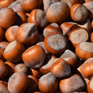 Nocciola, Cia Piemonte: &quot;Siccità e prezzi bassi mettono ko la produzione&quot;