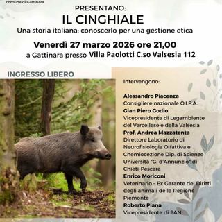 A Gattinara una serata sul cinghiale tra gestione etica, ambiente e convivenza con la fauna selvatica
