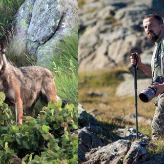 A Rassa si parla di Lupi con gli esperti e insieme ai video e immagini di Paolo Rossi Wolves photographer