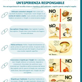 Unione Montana Valsesia: il vademecum per raccogliere funghi in sicurezza e nel rispetto dell'ambiente