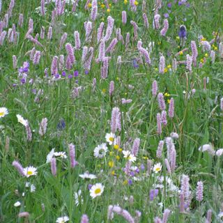 Le ricette con le erbe valsesiane: Zuppa di ajucca