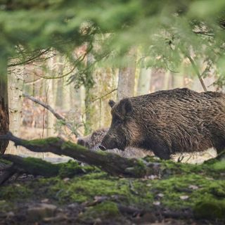 Peste Suina Africana: ammessa la caccia al cinghiale nella zona di Restrizione 1
