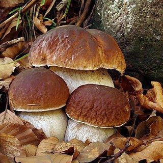Ricomincia la stagione dei funghi in Valsesia