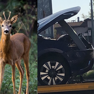 Che spavento a Portula, con l'auto si scontra con coppia di caprioli (foto di repertorio)