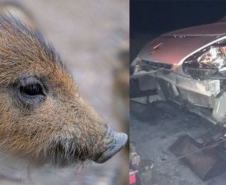 Cinghiale si scontra con auto a Crevacuore, serata da brividi per un biellese alla guida (foto di repertorio)