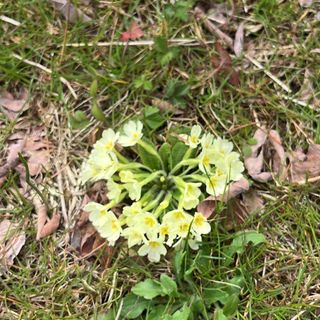 Gattinara, volontari in azione contro l’abbandono dei rifiuti: pulizie in più zone e appello per la Giornata ecologica del 28 marzo