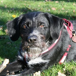 Cani rispettati, strade più pulite: l’iniziativa del Comune di Serravalle