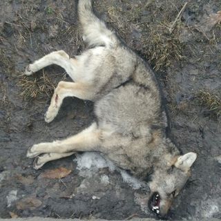 Lupo trovato senza vita nei boschi di Sostegno, si indaga sulle cause della morte (foto di repertorio)
