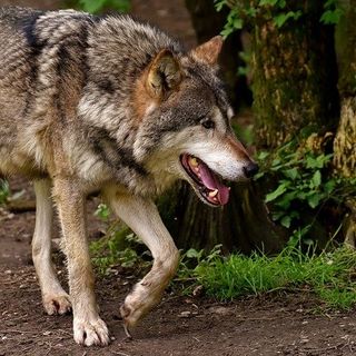 Lupo in Piemonte, Carosso scrive al Ministro della Transizione Ecologica