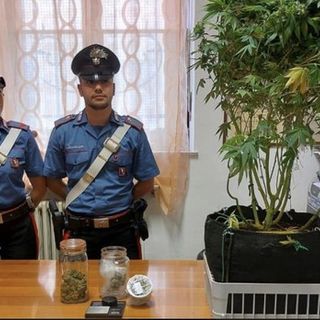 Marijuana in tasca e una piccola serra in casa: denunciato un 19enne vercellese