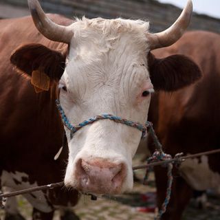 Regione, apre il bando a sostegno degli allevatori per la protezione del bestiame dalla fauna selvatica.