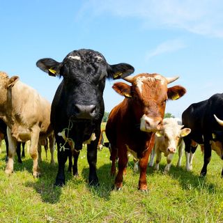 Ritorna l’iconica Fiera del bestiame: la tradizione agricola e pastorale di Doccio.