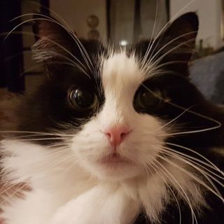 Miao! Oggi in Italia è la Giornata nazionale del gatto