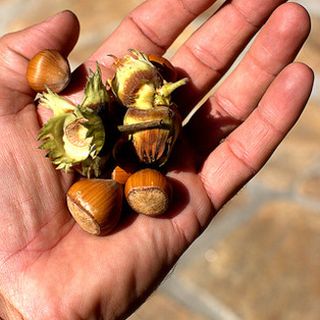 In Piemonte prima riunione del gruppo di lavoro nocciole europee