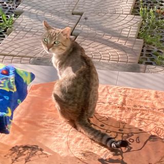 Per le video-adozioni di Valsesianotizie.it, ecco Nunzio, de Il Giardino di Quark