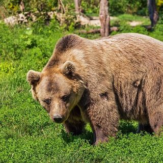 Il lupo e l'orso, via alla raccolta di storie e detti popolari