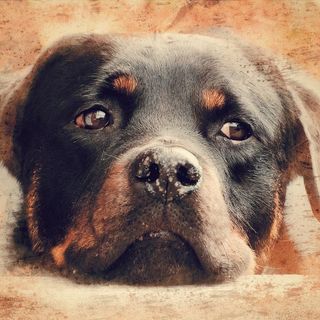 Vercelli, due cani salvati da un’abitazione vuota: scatta il sequestro