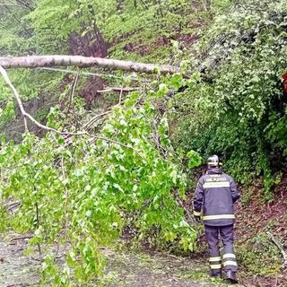 Portula, pianta sulla strada: arrivano i Vigili del Fuoco (foto di repertorio)